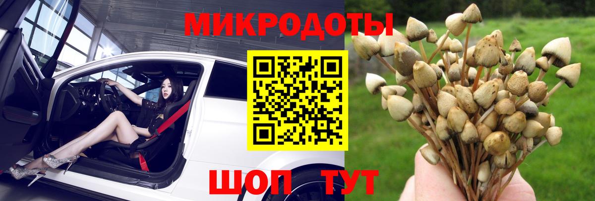 Псилоцибиновые грибы Psilocybine cubensis Гурьевск